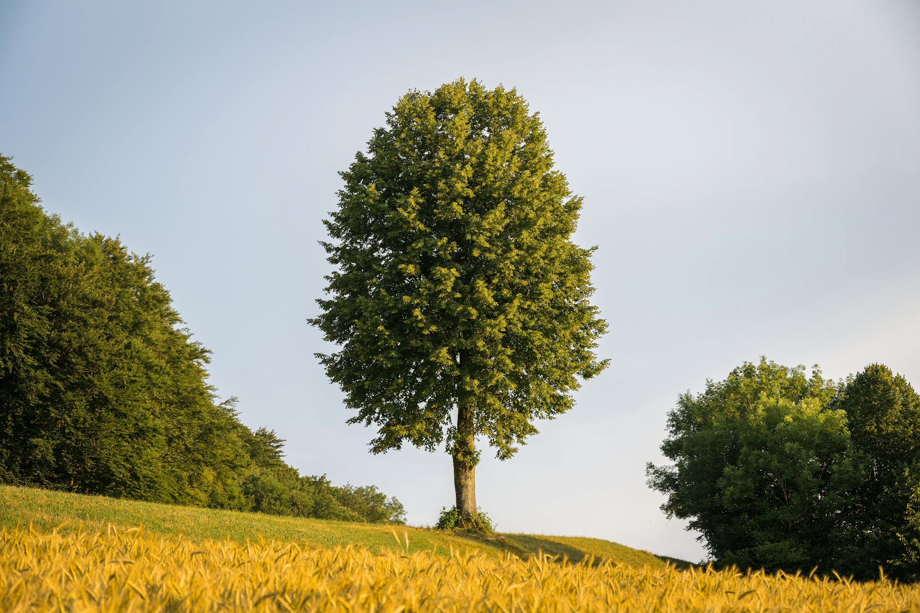 Image of a tall tree in a field.
